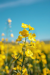 春天油菜花摄影照片_春天油菜花摄影图写真照片