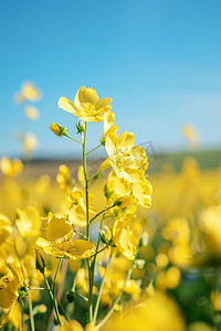 油菜花摄影图照片写真春天