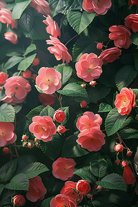 春天照片绽放粉蔷薇花摄影图写实