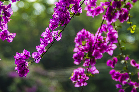 观赏植物三角梅花特写