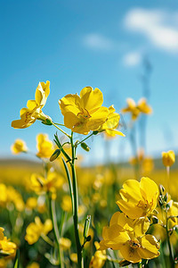 油菜花摄影图照片春天写真