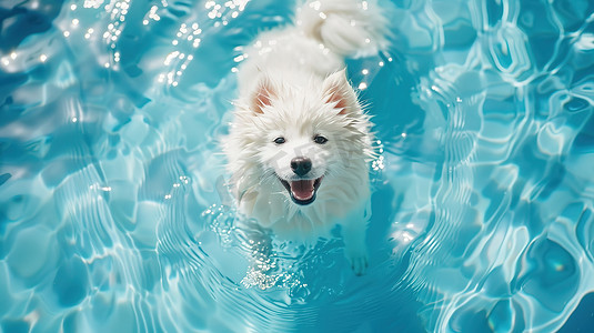 高清免抠图摄影照片_一只小狗在泳池游泳高清摄影图