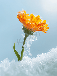 金盏花春天冰凌花冰雪开放摄影图