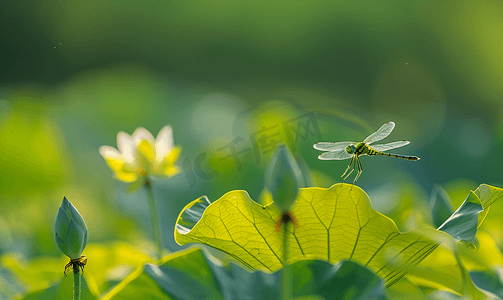 芡实莲子摄影照片_长沙望城荷塘早晨蜻蜓荷叶自然摄影图