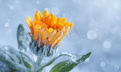 金盏花春天冰凌花冰雪开放摄影图