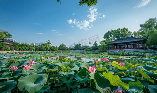 中国国花摄影照片_荷花小暑花朵公园盛放摄影图