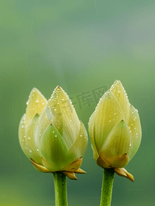 雨后荷花花苞摄影图