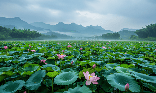 雨后荷塘风光摄影图