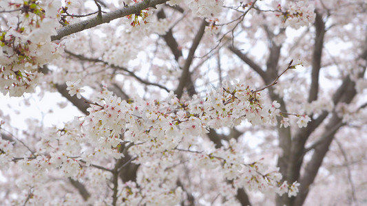 实拍唯美樱花春天春季自然风景实拍