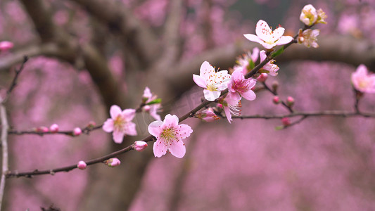 春天桃花园踏青赏花游玩实拍