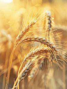 小麦麦穗摄影照片_夏天田园风光阳光下麦田户外舞动的麦穗摄影图