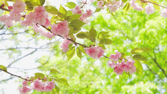 春天摄影照片_实拍春天樱花季踏青日本晚樱粉色樱花实拍素材