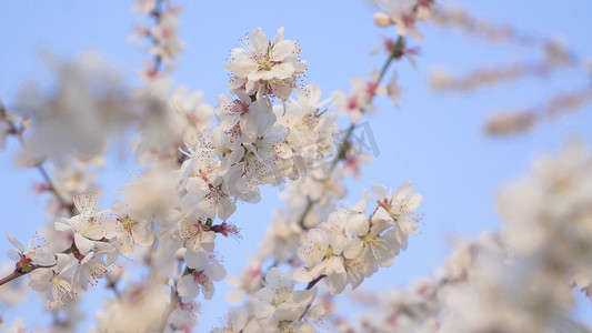 实拍春天樱花季樱花盛开唯美樱花实拍素材