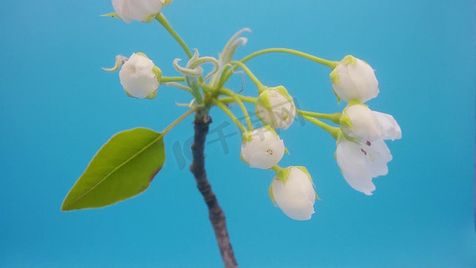 春季花朵春暖花开摄影梨花开实拍素材