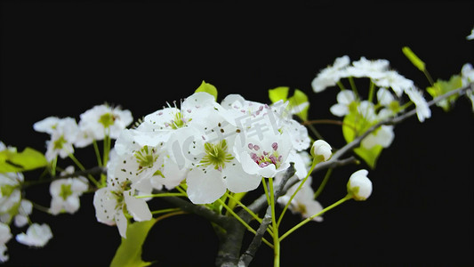 春天樱花花开摄影 开花瞬间