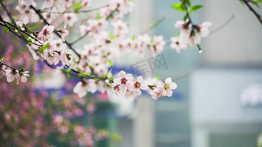 实拍春天花朵李花雨中的李花