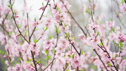 实拍春季桃花盛开下雨天雨中的桃花实拍