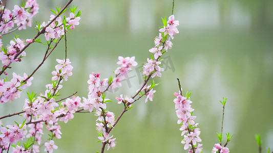 实拍春季桃花盛开下雨天雨中的桃花