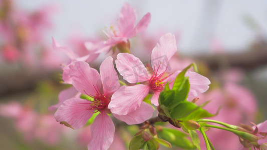 实拍春天花朵粉色樱花唯美花朵