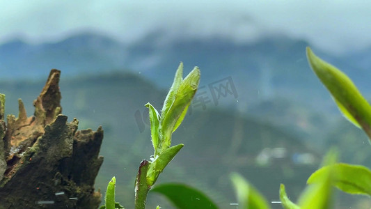 茶文化素材摄影照片_春茶茶叶绿茶泡茶实拍素材