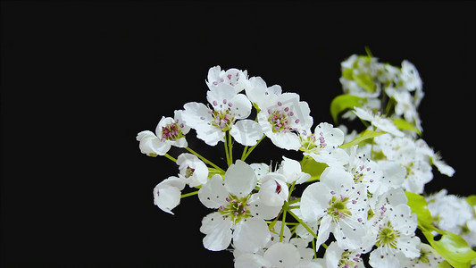 春天樱花花开摄影 开花瞬间