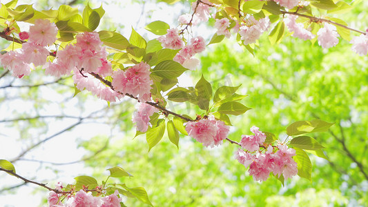 实拍春天樱花季踏青日本晚樱粉色樱花实拍素材