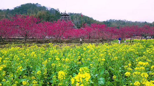 春天桃花园踏青赏花游玩实拍