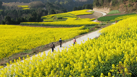 春季踏青实拍摄影照片_春游油菜花乡村田园风光散步踏青实拍