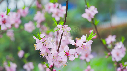 实拍春季花朵唯美桃花粉色桃花