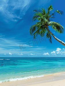 亚热带果树摄影照片_夏天沙滩与棕榈树蔚蓝海洋风景