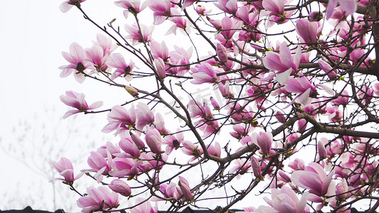 紫玉兰摄影照片_实拍春天花朵玉兰花唯美花朵紫玉兰实拍
