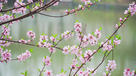 实拍春季花朵唯美桃花粉色桃花模板