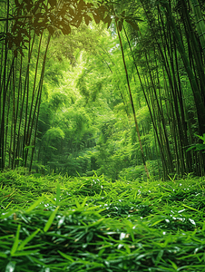 颜色摄影照片_竹林绿意盎然的丛林