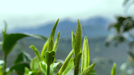 春茶上新摄影照片_春茶茶叶绿茶泡茶实拍素材