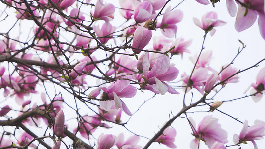 实拍春天花朵玉兰花唯美花朵紫玉兰