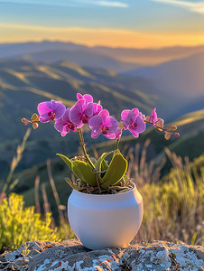 居家花卉摄影照片_蝴蝶兰花插花花艺高清摄影图