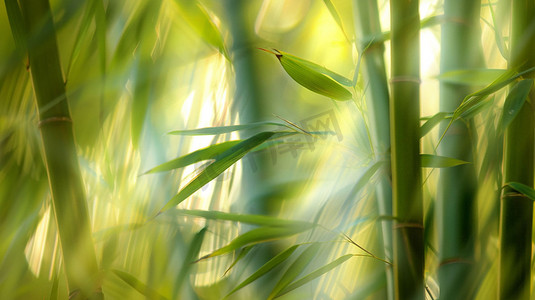 竹叶阳光立体描绘摄影照片