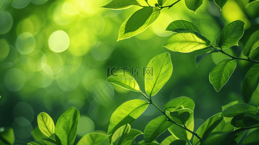 绿色绿叶背景图片_户外阳光西照射树叶叶片纹理的背景