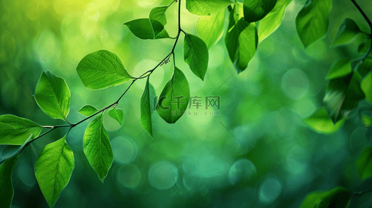 绿色绿叶背景图片_户外阳光西照射树叶叶片纹理的背景