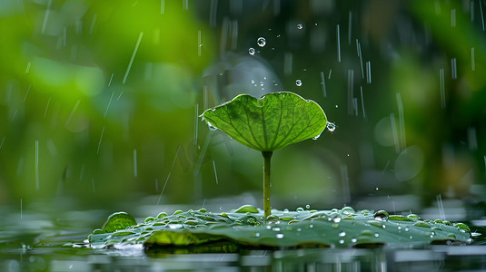 雨水荷叶立体描绘摄影照片