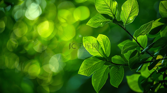户外阳光西照射树叶叶片纹理的背景