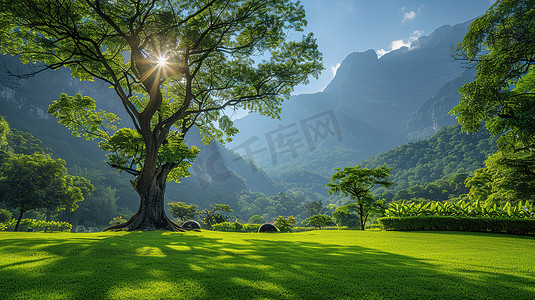 森林摄影照片_草地绿色的大树夏天高清图片