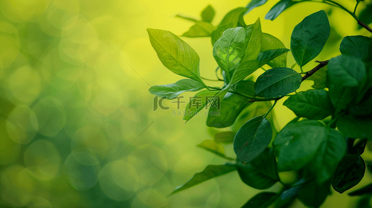 绿叶自然背景图片_户外阳光西照射树叶叶片纹理的背景