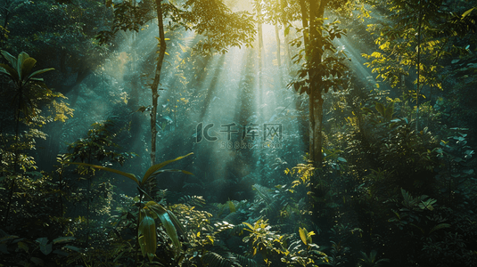 太阳光芒照射森林树木自然风景的背景