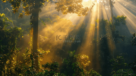 风景背景图片_太阳光芒照射森林树木自然风景的背景