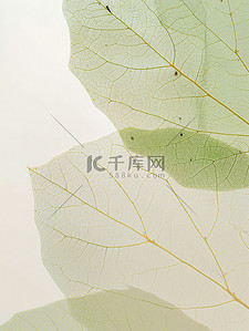 叶脉树叶背景图片_树叶细致的叶脉绿叶素材