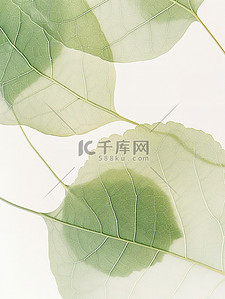 树叶细致的叶脉绿叶背景素材
