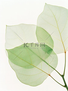 叶脉背景图片_树叶细致的叶脉绿叶设计