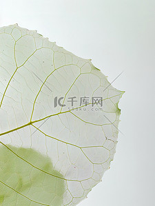 树叶细致的叶脉绿叶背景图