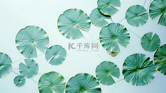 绿色夏季水池荷叶装饰背景